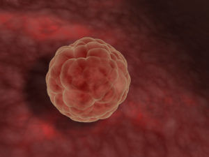 Beginnings of life: Blastocyst (early developmental stage of the fetus