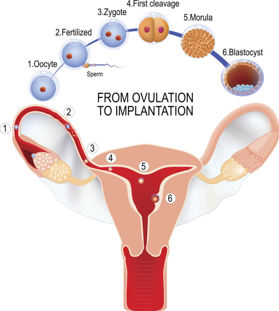From ovulation to fertilization; how a Blastocyst is formed
